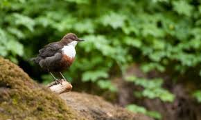 Attēlu rezultāti vaicājumam “Cinclus cinclus”