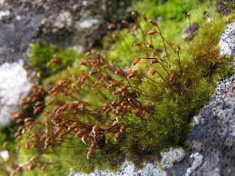 Attēlu rezultāti vaicājumam “Rhynchostegiella tenella sporophyte”