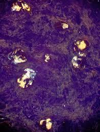 Attēlu rezultāti vaicājumam “Lycogala sphaeroconicum sessile”