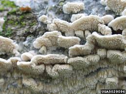 Attēlu rezultāti vaicājumam “Irpex lacteus”