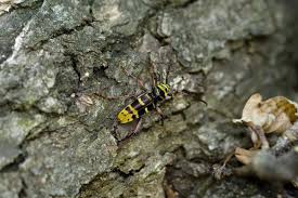 Attēlu rezultāti vaicājumam “Plagionotus detritus”