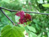 Attēlu rezultāti vaicājumam “Acalitus longisetosus”