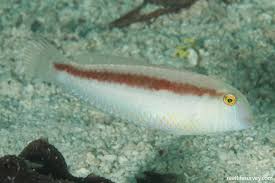 Image result for Xyrichtys novacula