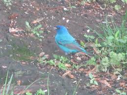 Image result for Passerina cyanea