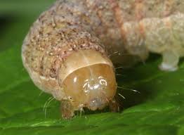 Attēlu rezultāti vaicājumam “Mniotype satura”