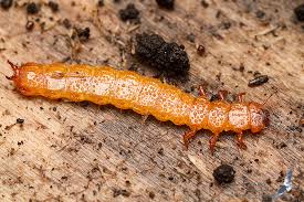 Attēlu rezultāti vaicājumam “Cucujus cinnaberinus larva”