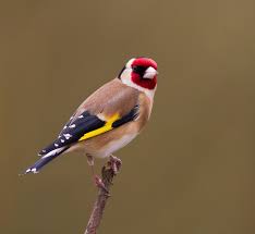 Image result for _old