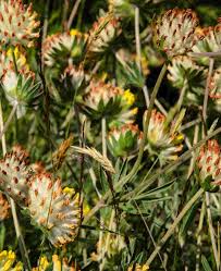 Attēlu rezultāti vaicājumam “Anthyllis arenaria”
