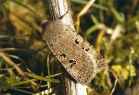 Attēlu rezultāti vaicājumam “Cribraria rubiginosa”