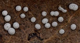 Attēlu rezultāti vaicājumam “Didymium verrucisporum”