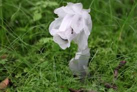 Image result for ギンリョウソウ