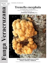 Attēlu rezultāti vaicājumam “Tremella encephala”