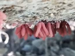 Attēlu rezultāti vaicājumam “Arcyria incarnata macro”