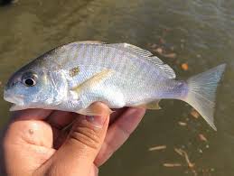 Image result for Leiostomus xanthurus