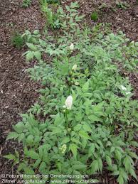 Image result for Christophskraut