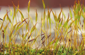 Attēlu rezultāti vaicājumam “Pleurocarpous mosses sporophyte”