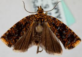 Attēlu rezultāti vaicājumam “Celypha siderana”