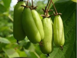Attēlu rezultāti vaicājumam “Actinidia kolomikta fruit”