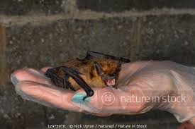 Attēlu rezultāti vaicājumam “Eptesicus serotinus”