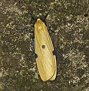 Attēlu rezultāti vaicājumam “Lithosia quadra male”