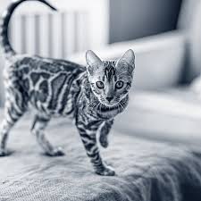 Afbeeldingsresultaat voor katten