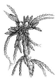 Attēlu rezultāti vaicājumam “Sphagnum fimbriatum”