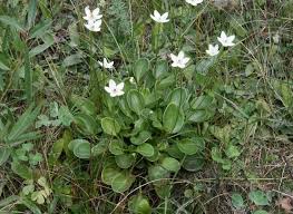 Attēlu rezultāti vaicājumam “Parnassiaceae”