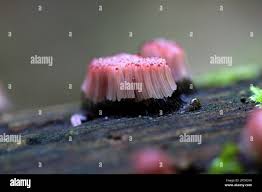 Attēlu rezultāti vaicājumam “Stemonitis fusca stalked”