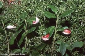 Attēlu rezultāti vaicājumam “Exobasidium vaccinii”