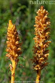 Attēlu rezultāti vaicājumam “Orobanche elatior flower”