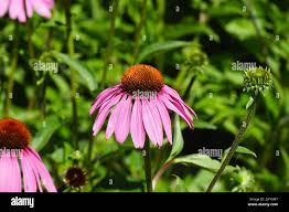 Attēlu rezultāti vaicājumam “Echinacea purpurea bud”