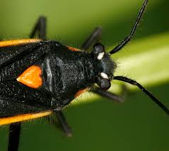 Attēlu rezultāti vaicājumam “Capsodes gothicus imago”