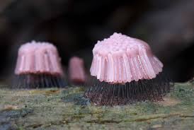 Attēlu rezultāti vaicājumam “Stemonitis fusca spores”