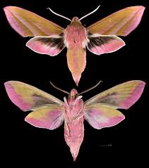 Attēlu rezultāti vaicājumam “Deilephila elpenor imago”