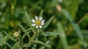 Attēlu rezultāti vaicājumam “Galinsoga quadriradiata flower”