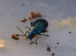 Attēlu rezultāti vaicājumam “Altica sp.”