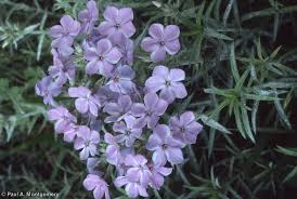 Attēlu rezultāti vaicājumam “Carex pilosa flower”