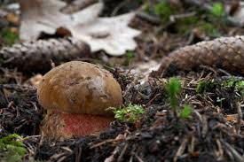 Attēlu rezultāti vaicājumam “Sutorius luridiformis”