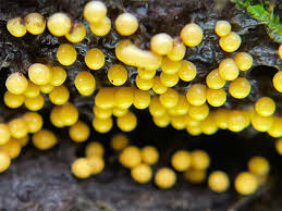 Attēlu rezultāti vaicājumam “Trichia varia macro”