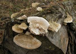 Attēlu rezultāti vaicājumam “Coriolopsis trogii”