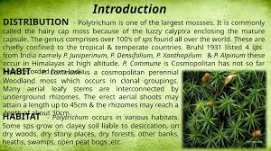 Attēlu rezultāti vaicājumam “Polytrichales”