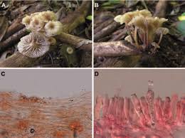 Attēlu rezultāti vaicājumam “Porotheleum fimbriatum”