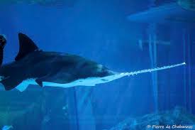 Image result for Pristis pristis