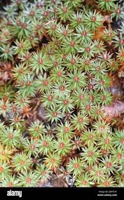 Attēlu rezultāti vaicājumam “Pogonatum urnigerum”