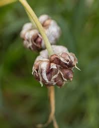 Attēlu rezultāti vaicājumam “Allium sativum bud”