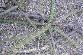 Attēlu rezultāti vaicājumam “Cribraria martinii”