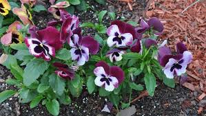 Image result for Viola x wittrockiana `Hiemalis`