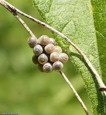 Attēlu rezultāti vaicājumam “Pentatomidae eggs”