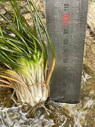 Attēlu rezultāti vaicājumam “Isoetes lacustris”