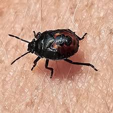 Attēlu rezultāti vaicājumam “Jalla dumosa imago”